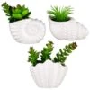 B&M Scandi Shore Small Shell Succulent -B and M Store 380110 small shell succulent group