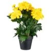 B&M Zinnia Plant Pot - Yellow -B and M Store 392826 zinnia in pot yellow