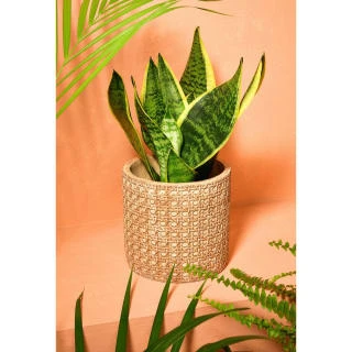 B&M Woven Effect Ceramic Planter 4 B&M Woven Effect Ceramic Planter - Image 2