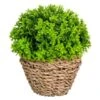 B&M Bush In Seagrass Pot 2 B&M Bush In Seagrass Pot -B and M Store 394693 bush in seagrass pot